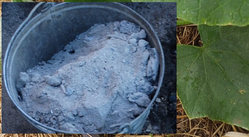 как продлить жизнь огурцам