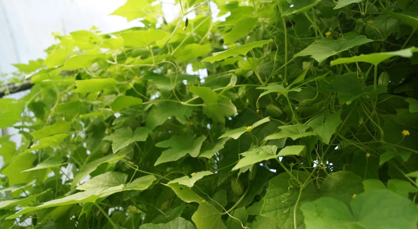 как продлить жизнь огурцам в теплице