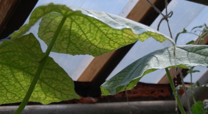 для лучшего плодоношения огурцов