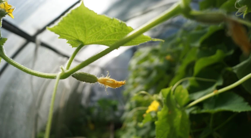 чем подкормить для плодоношения огурцов