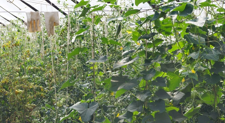 огурцы долгого плодоношения