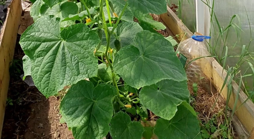 огурец долго плодоносящий