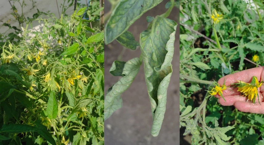 вирусные болезни томатов