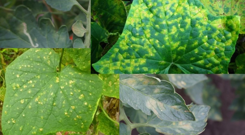 табачная мозаика