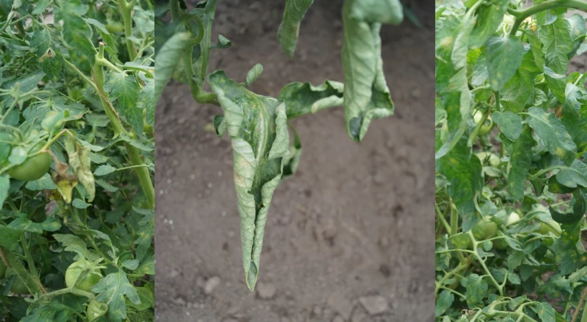 курчавость листьев