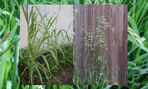 пырей как бороться