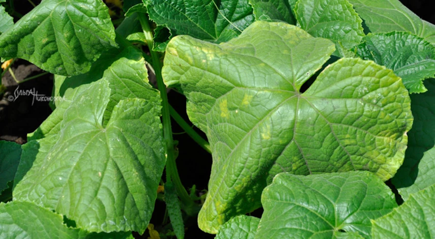 подкормка огурцов в период плодоношения в теплице