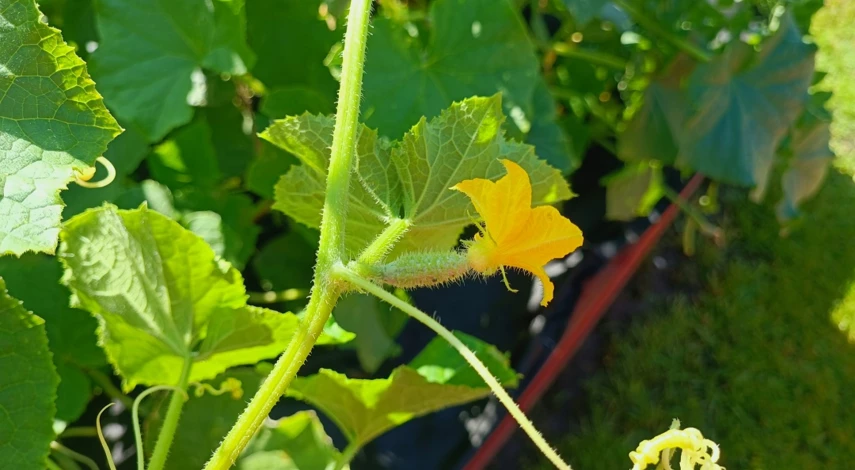 для плодоношения огурцов чем подкормить