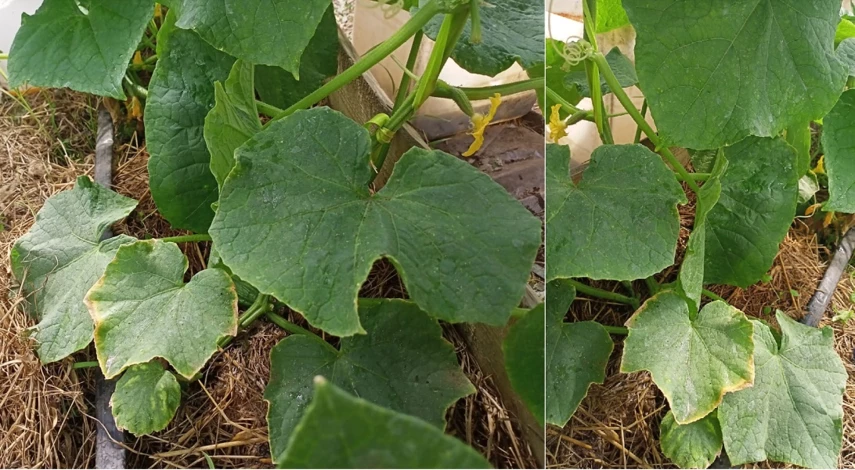 чем подкормить огурцы во время плодоношения