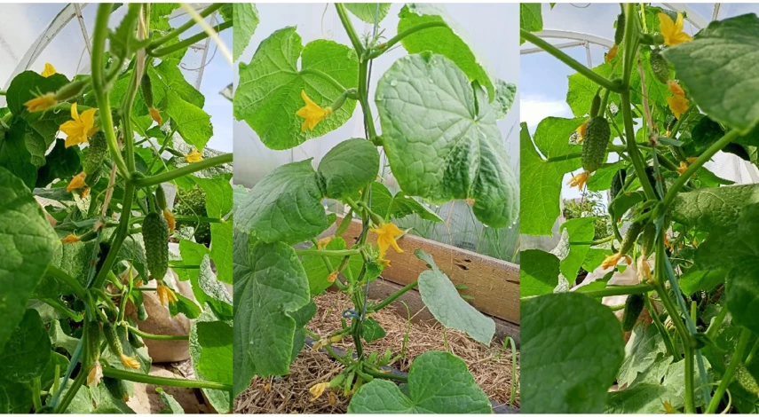 подкормка огурцов во время плодоношения в открытом