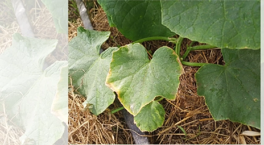 плодоношение огурцов в теплице чем подкормить