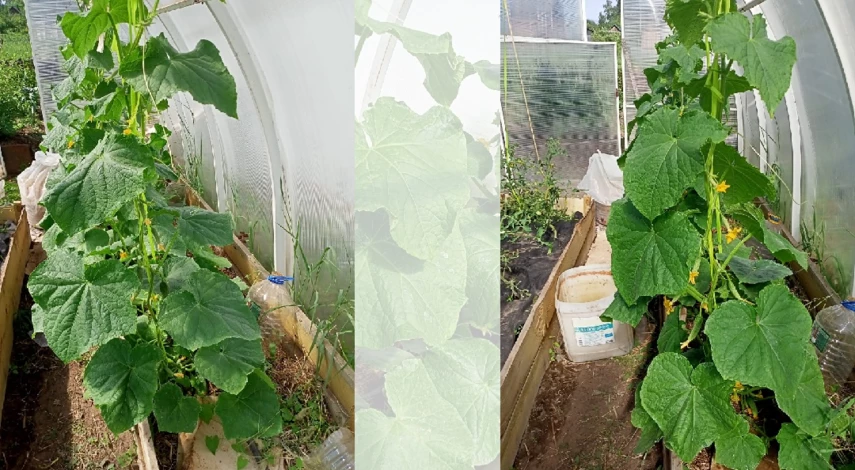 подкормить огурцы в открытом грунте для плодоношения