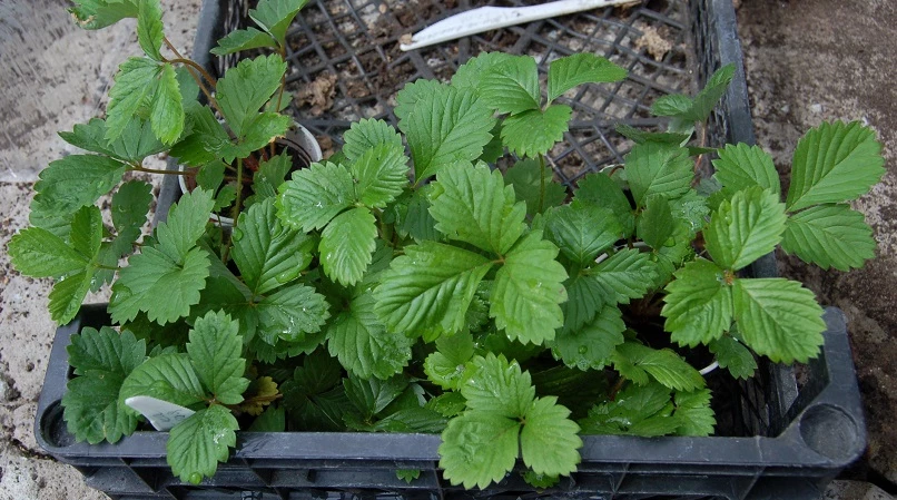 посадка рассады клубники