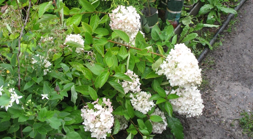 грандифлора гортензия