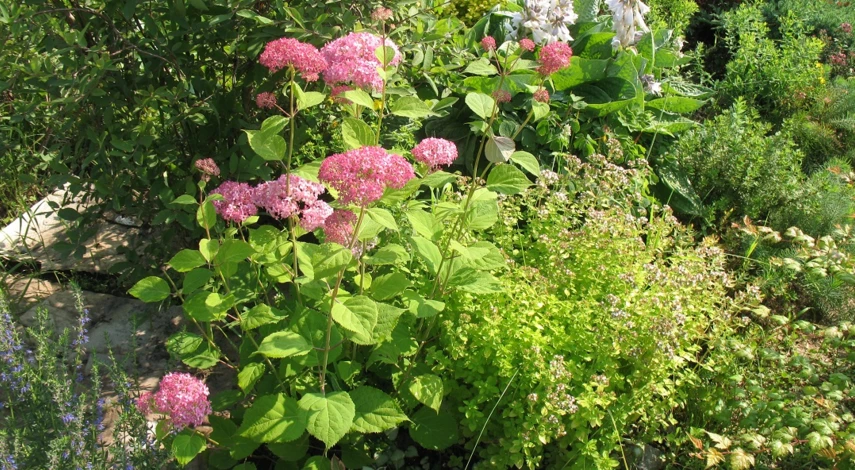 сорт гортензии анабель розовая