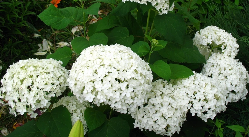 сорт гортензии анабель