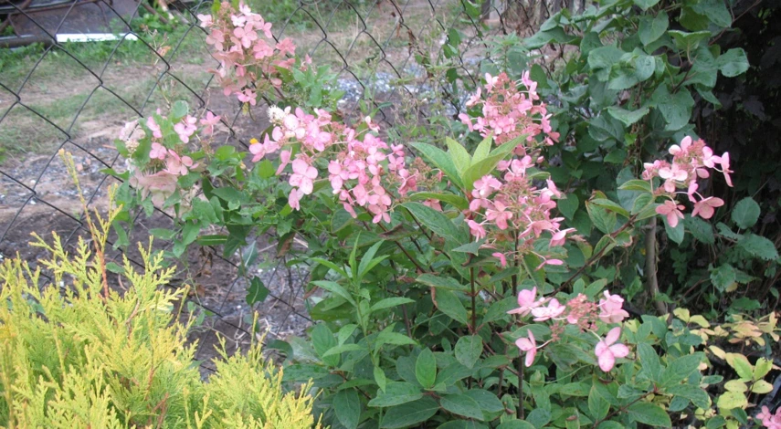 сорт гортензии пинк дайомнд