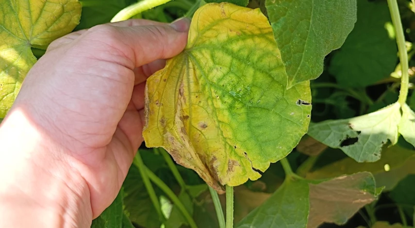 тля на огурцах чем обработать во время