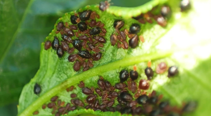 тля на огурцах в теплице чем обработать