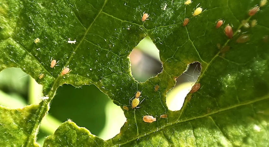 тля на огурцах чем обработать в открытом