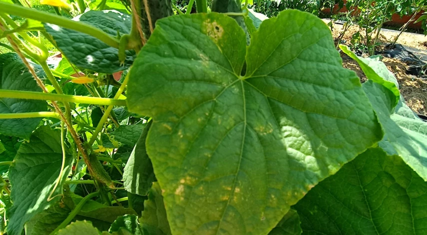 чем обработать огурцов от тли народными средствами