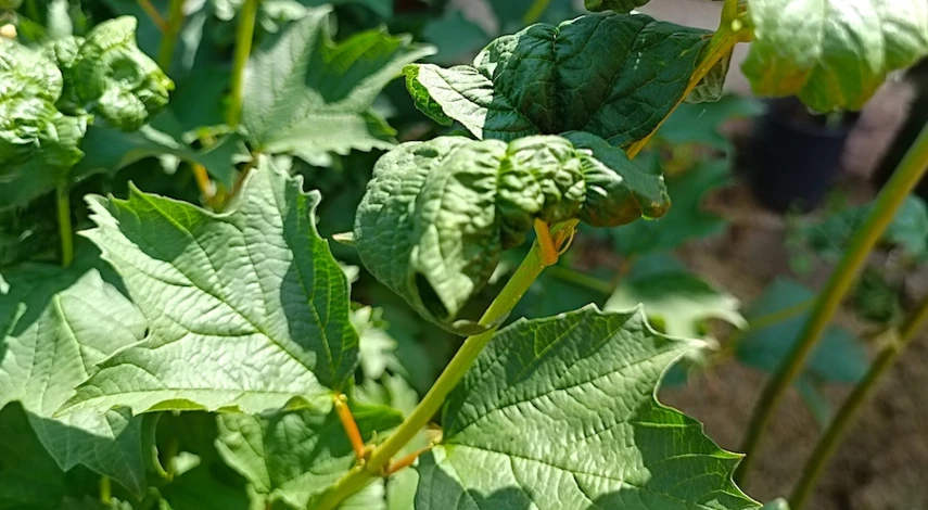 черная тля на огурцах чем обработать