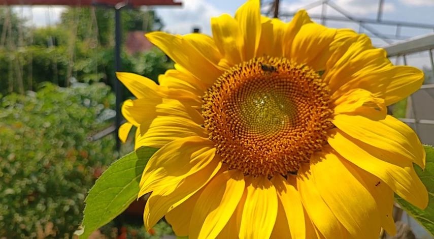 на огурцах тля что делать чем обработать