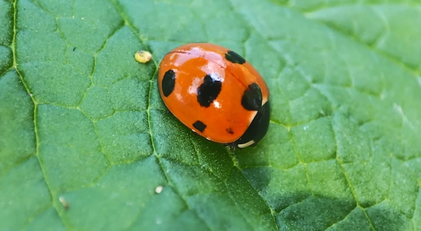 чем можно обработать огурцы от тли