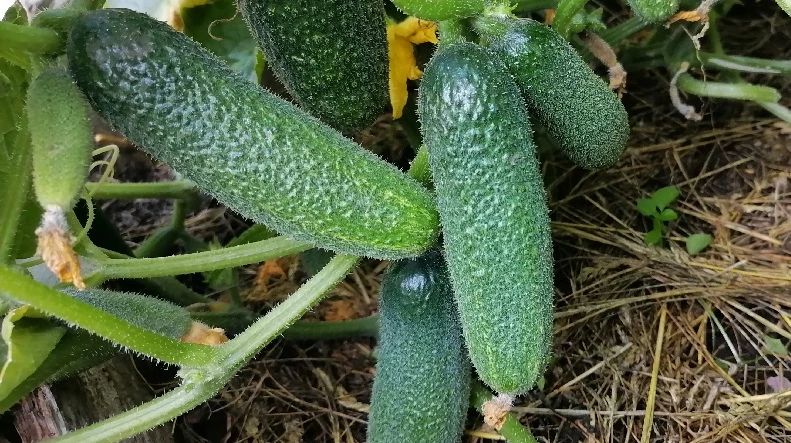 чем подкормить огурцы во время плодоношения