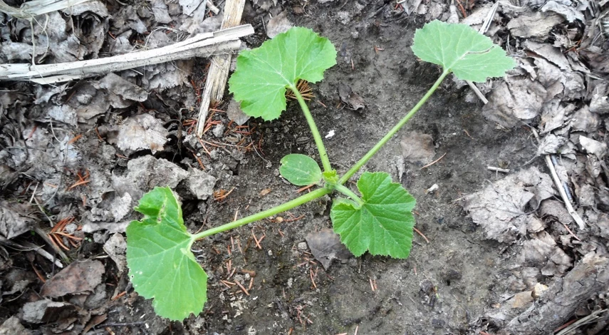 выращивание кабачков в грунте