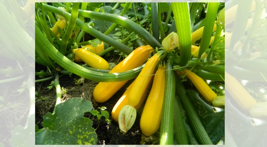 выращивание кабачков в открытом грунте