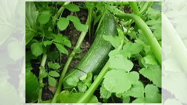 кабачки выращивание и уход