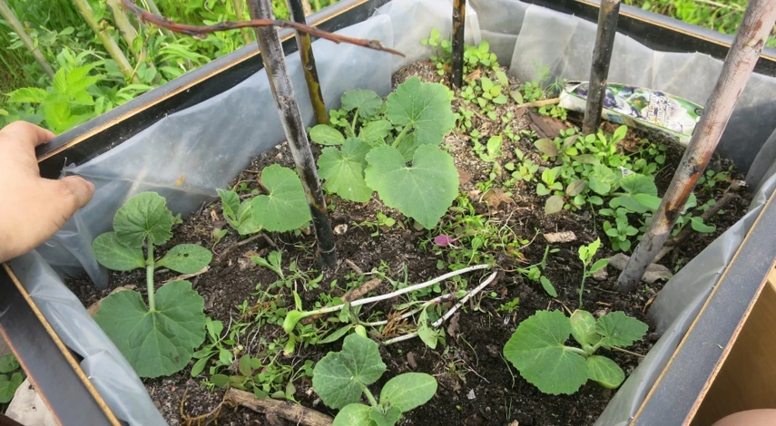 кабачки выращивание и уход в открытом грунте