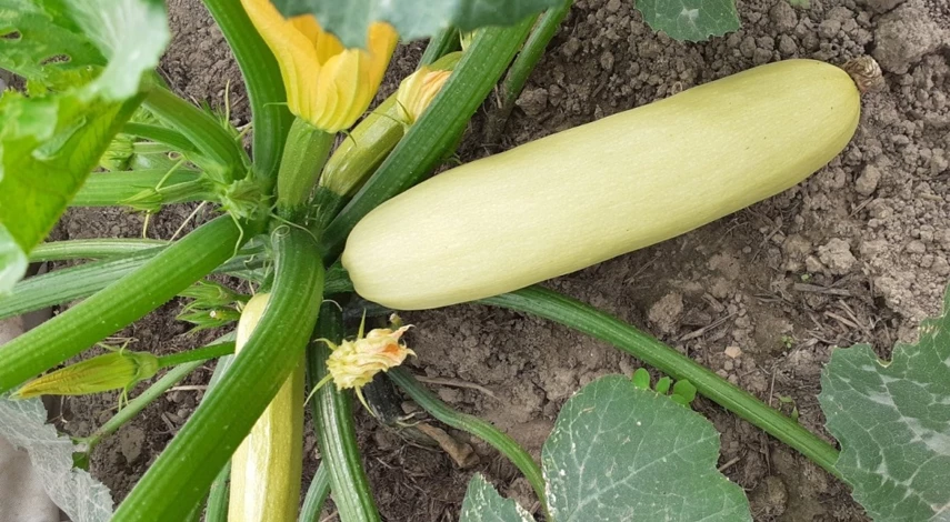 посадка выращивание кабачков