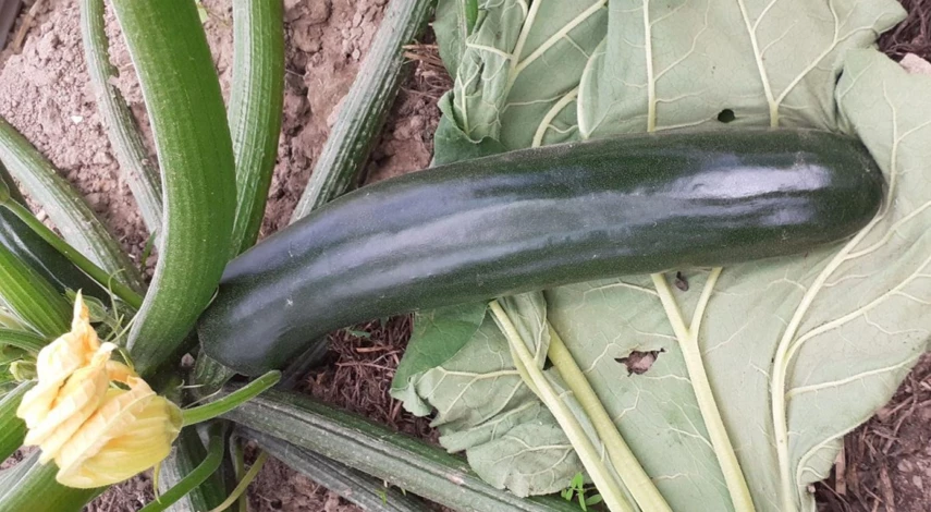 кабачки условия выращивания