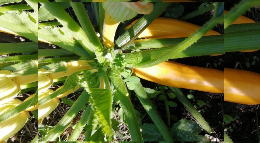 выращивание кабачков в теплице