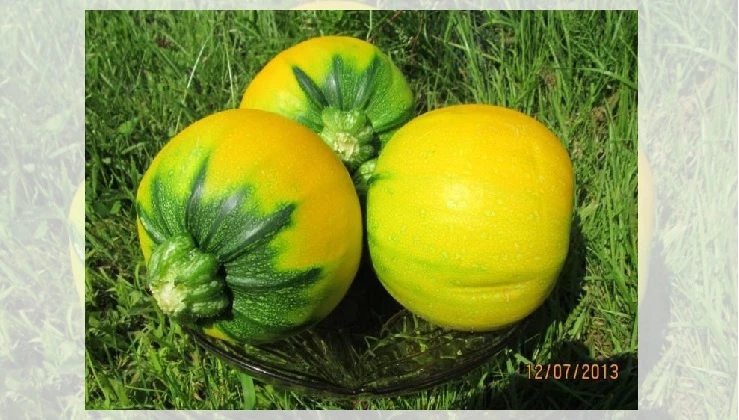 круглый кабачок сорт апельсинка