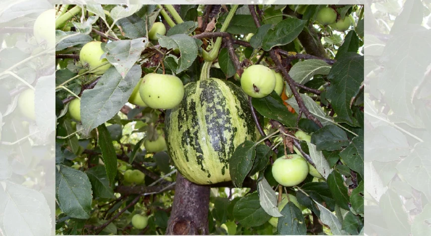 круглый кабачок сорт арбуз