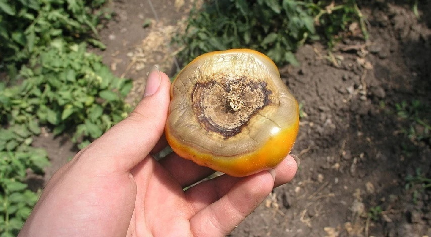 вершинная гниль на помидорах в теплице