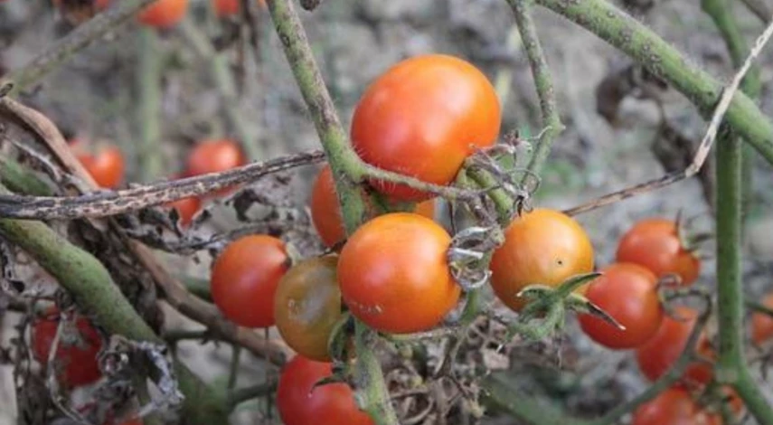 вершинная гниль чем обработать помидоры в теплице