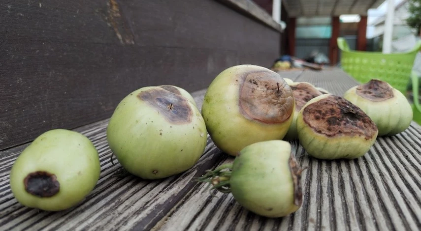 вершинная гниль помидоров в теплице как бороться