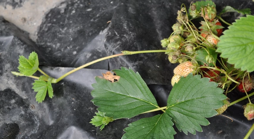 как посадить усы клубники