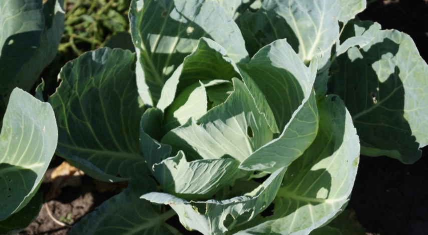 когда обрывать листья капусты