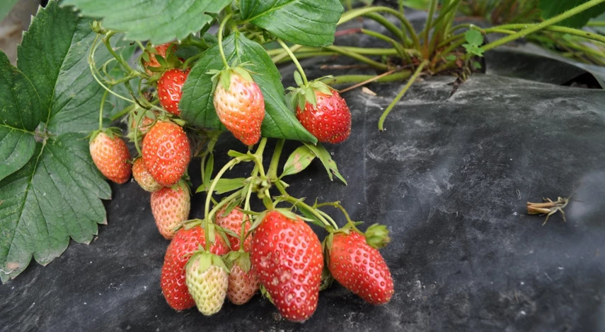 подкормка клубники в июле