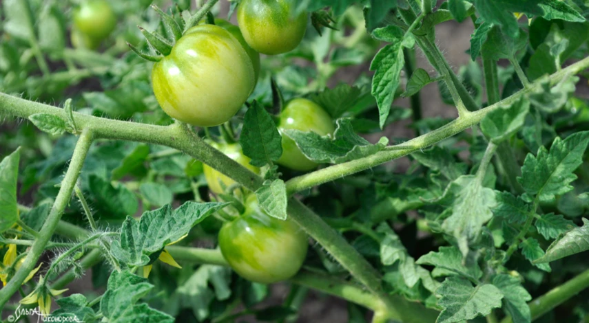 вершинная гниль на помидорах в теплице причины