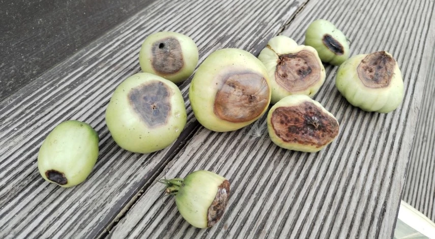 появилась вершинная гниль на помидорах в теплице