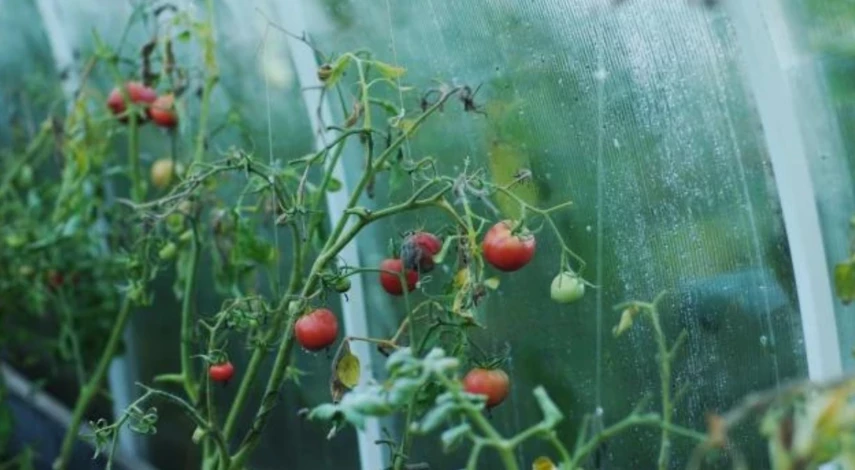 помидоры вершинная гниль лечение в теплице