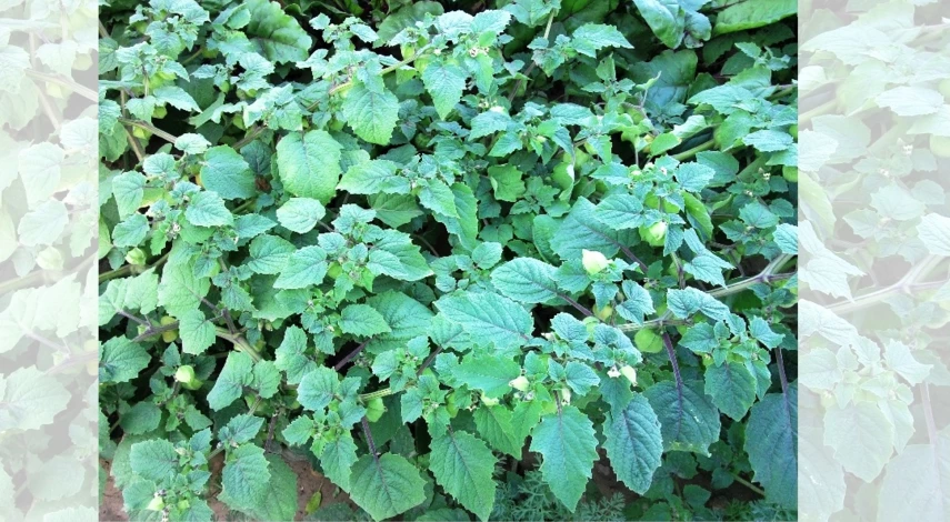 декоративный физалис посадка и уход