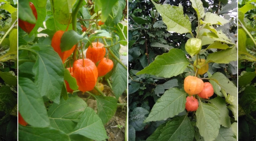 физалис декоративный уход