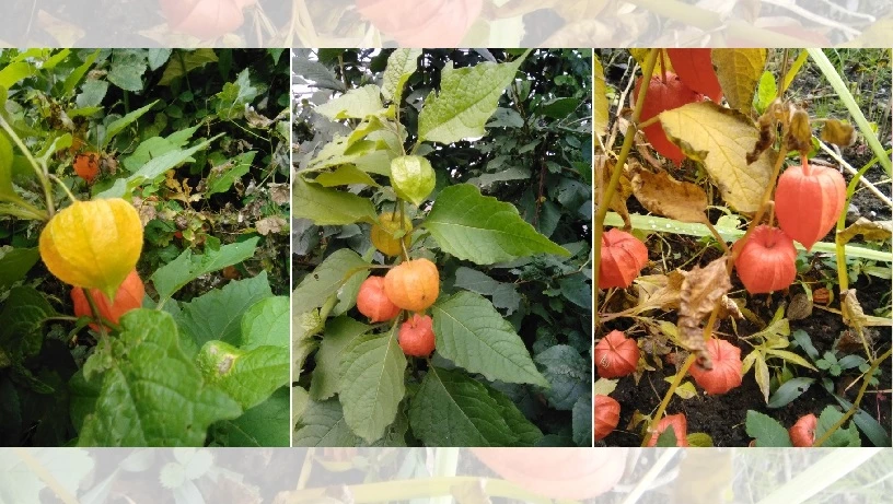 физалис декоративный многолетний